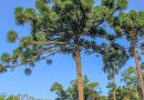 Arauco, uno de los gigantes forestales, adhirió al programa de créditos de carbono de Misiones