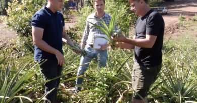 Fuerte impulso a la producción agroecológica de ananá en Colonia Aurora