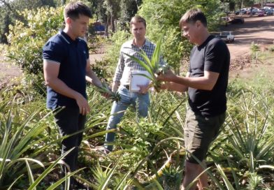 Fuerte impulso a la producción agroecológica de ananá en Colonia Aurora