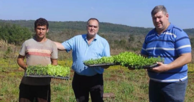 Entregaron plantines y semillas para fortalecer la producción hortícola local Entregaron plantines y semillas para fortalecer la producción hortícola local