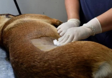 Dos Arroyos impulsa el Programa de Castración de Mascotas con un subsidio del 50%