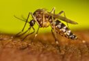 Niños se suman a la prevención del dengue mediante el rastreo del mosquito Aedes aegypti