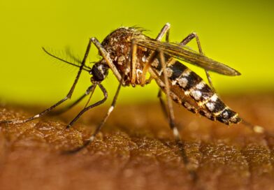 Niños se suman a la prevención del dengue mediante el rastreo del mosquito Aedes aegypti