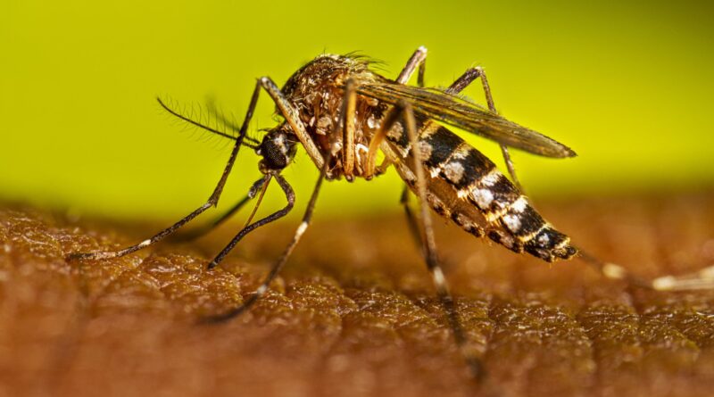 Niños se suman a la prevención del dengue mediante el rastreo del mosquito Aedes aegypti